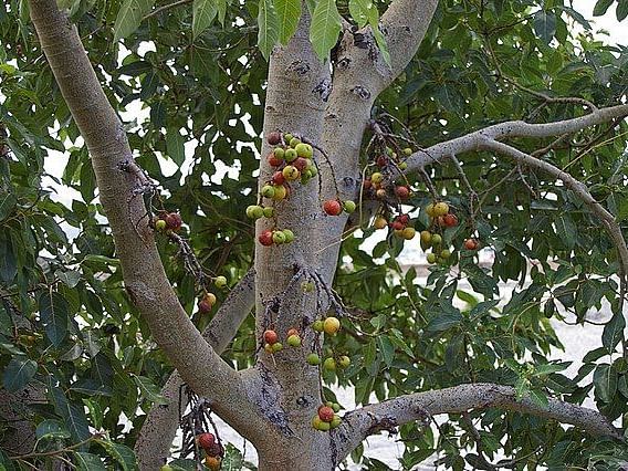 A close-up image of Ficus Racemose cluster