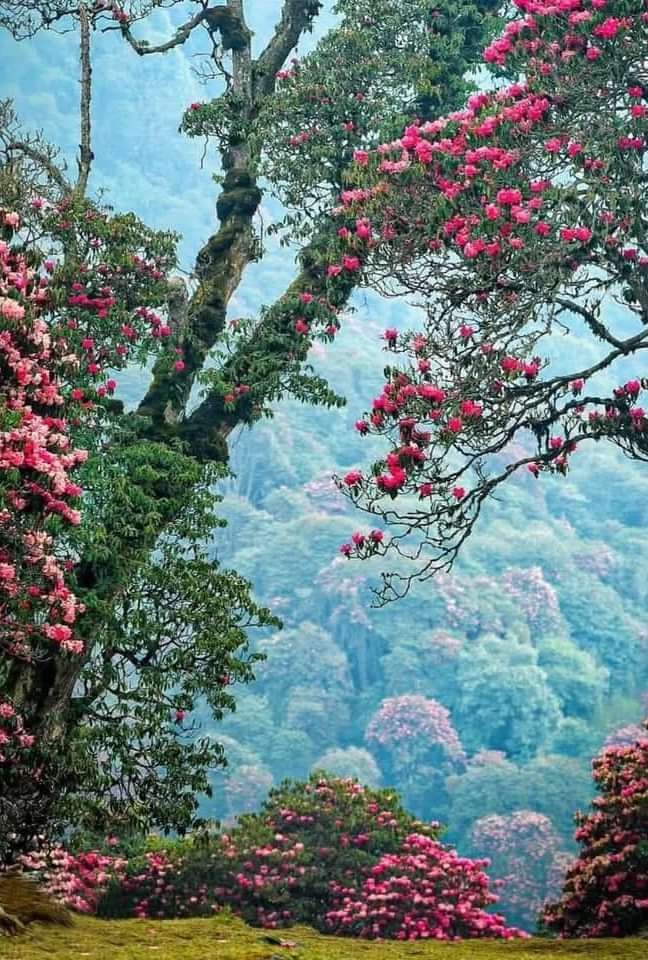 Vibrant pink rhododendron flowers blooming amidst dense greenery in a tranquil forest.