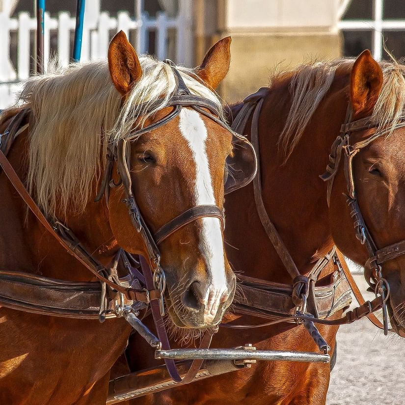 two brown horses standing next to each other 