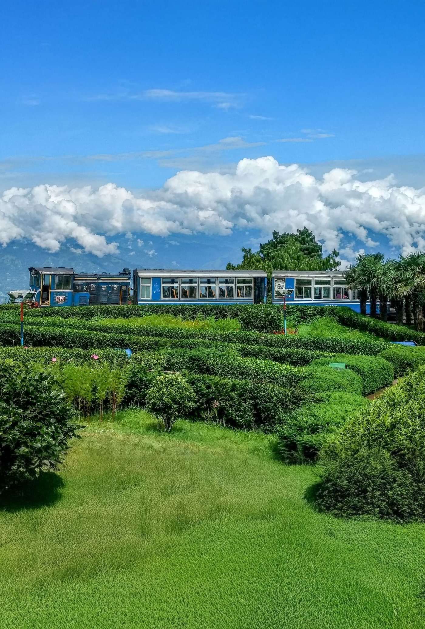 Scenic tea estate with manicured rows of tea bushes and a modern building against a blue-sky backdrop.