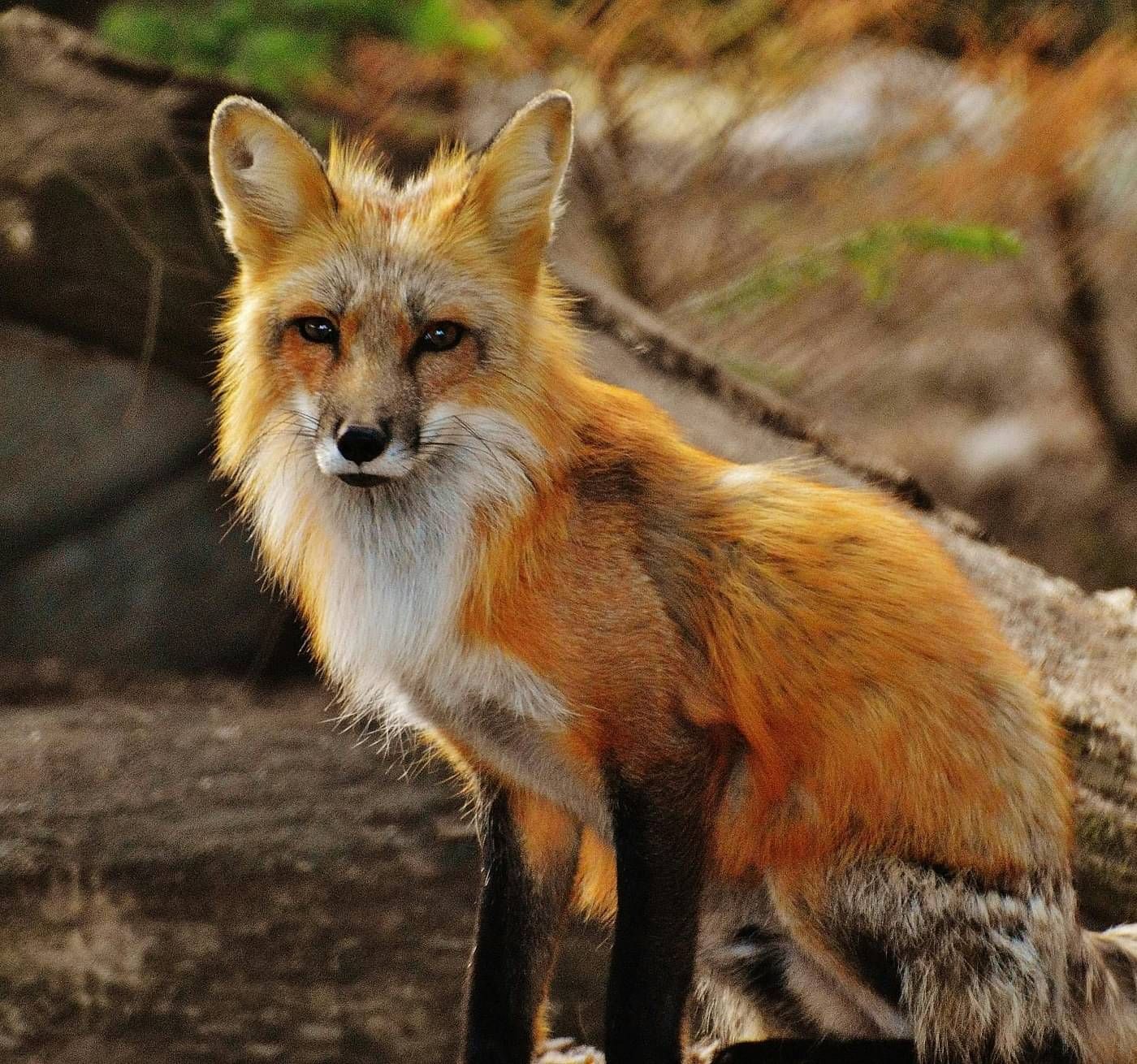 Photography of Tan White Fox