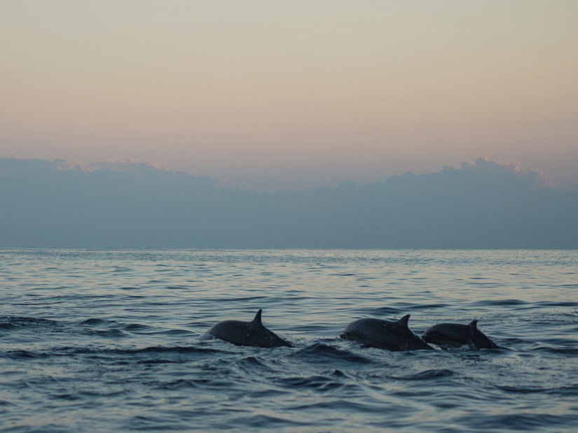 Beautiful view of dolphins swimming peacefully at dawn in a calm sea, capturing serene marine life.