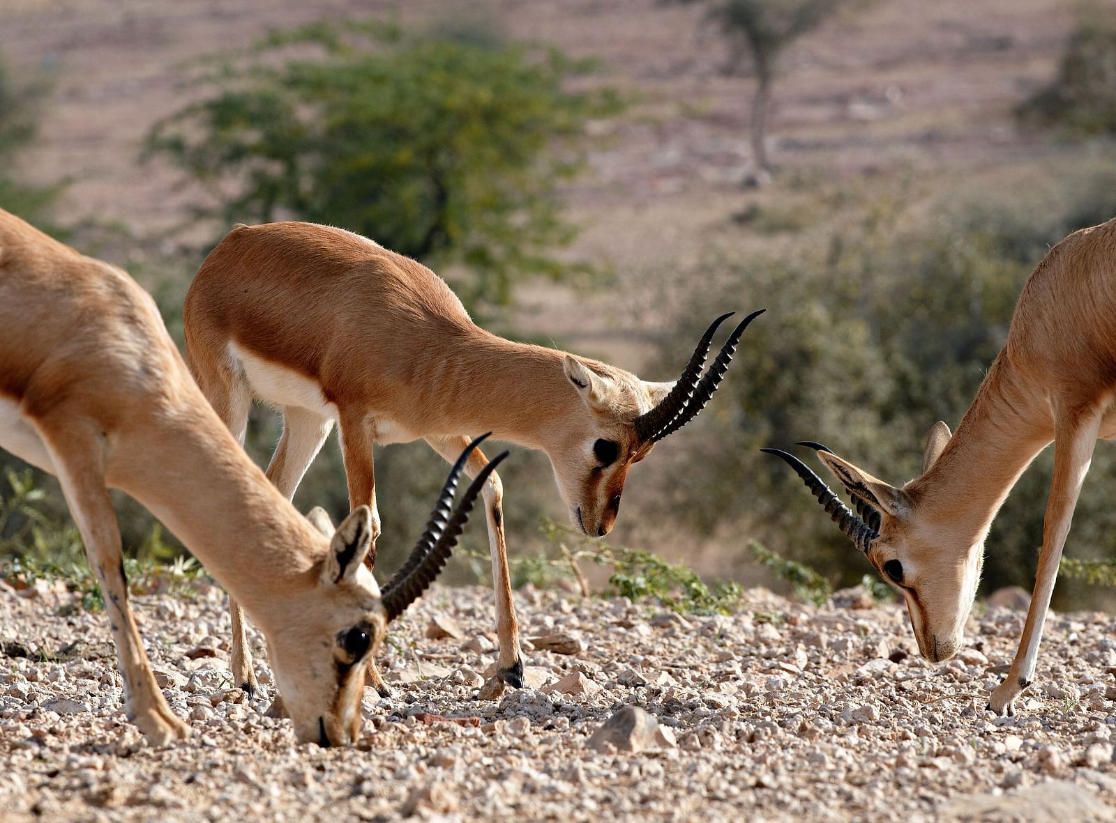 Indian Gazelles grazing in the desert