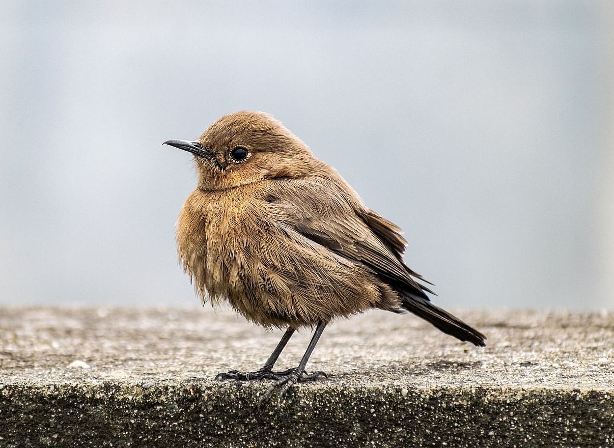 A close-up of a small bird perched on a concrete surface, with its feathers ruffled, offering a peaceful moment in nature.