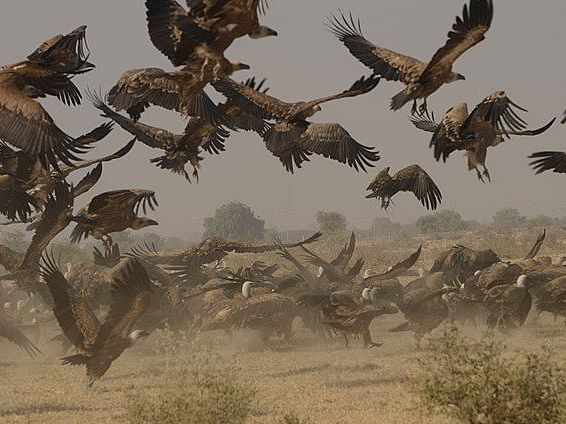 A picture featuring many Griffon vultures, a few resting and a few flying, captured in the day time