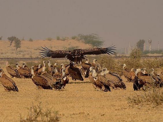Image featuring a vulture flying and other fewvultures resting on the ground