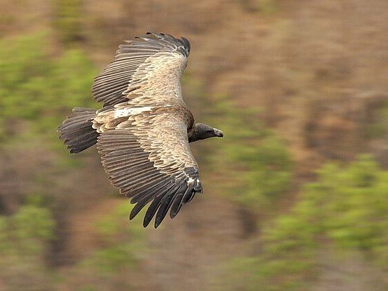 A picture featuring a Long-billed Vulture flying with a blurred background