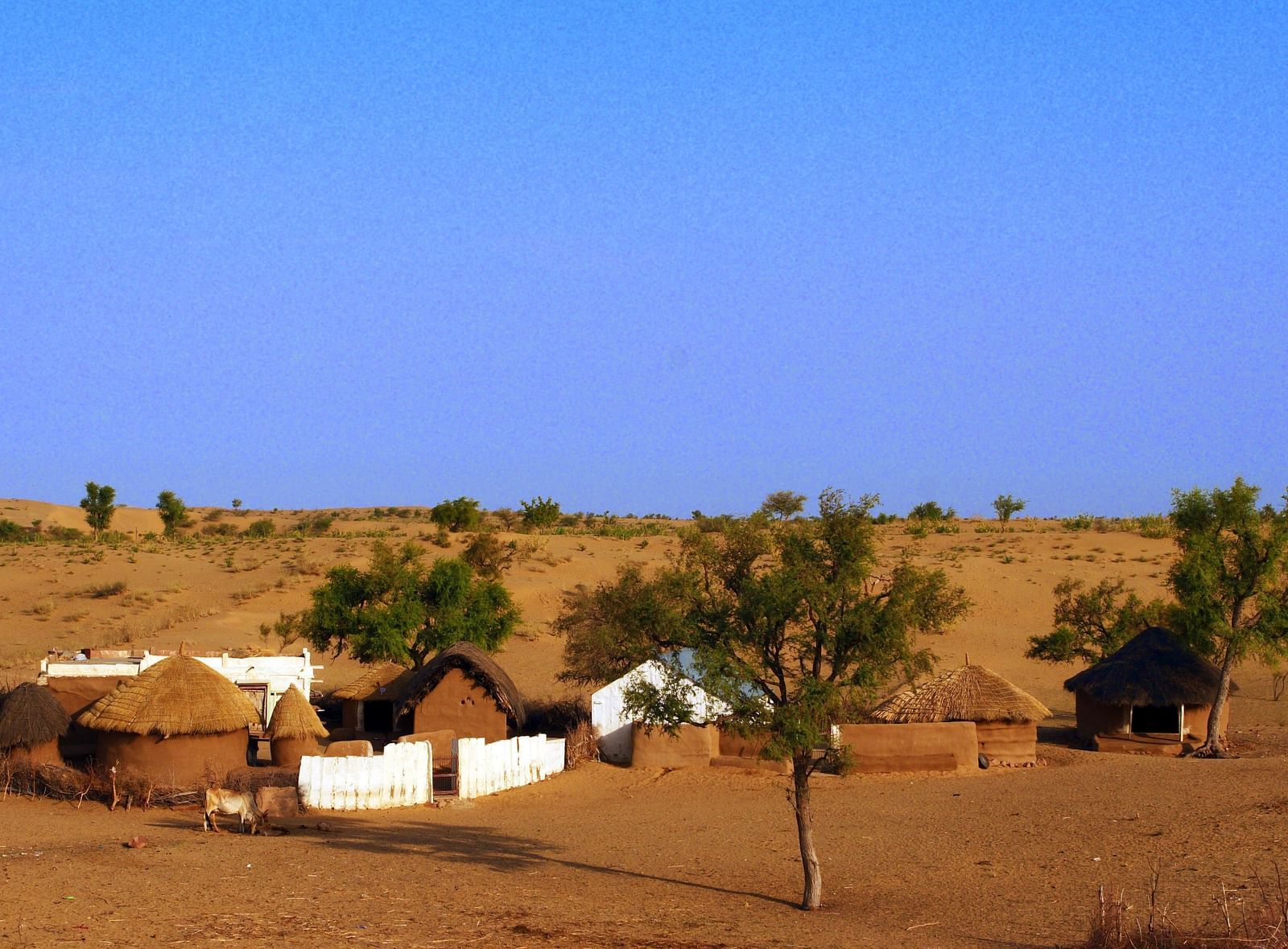 An image of a campsite featuring tents and showing the isolated and tranquil setting among the gentle desert terrain - MANVAR Resort & Desert Camp