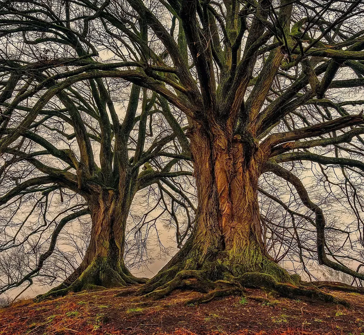 Two large trees with bare branches stand on a slight hill against a foggy background.