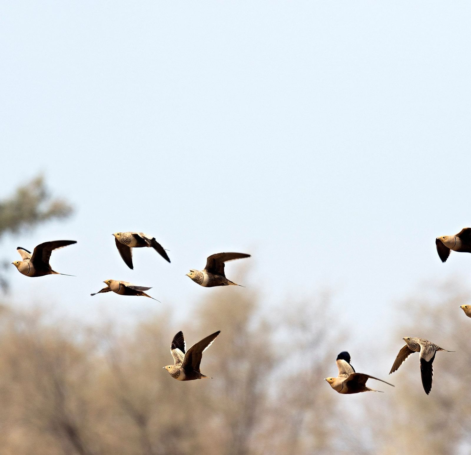 A flock of birds flying through the desert