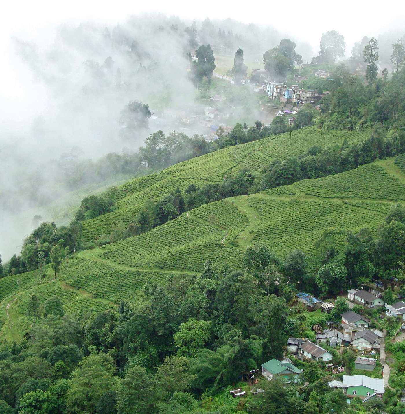 Tea plantation Darjeeling