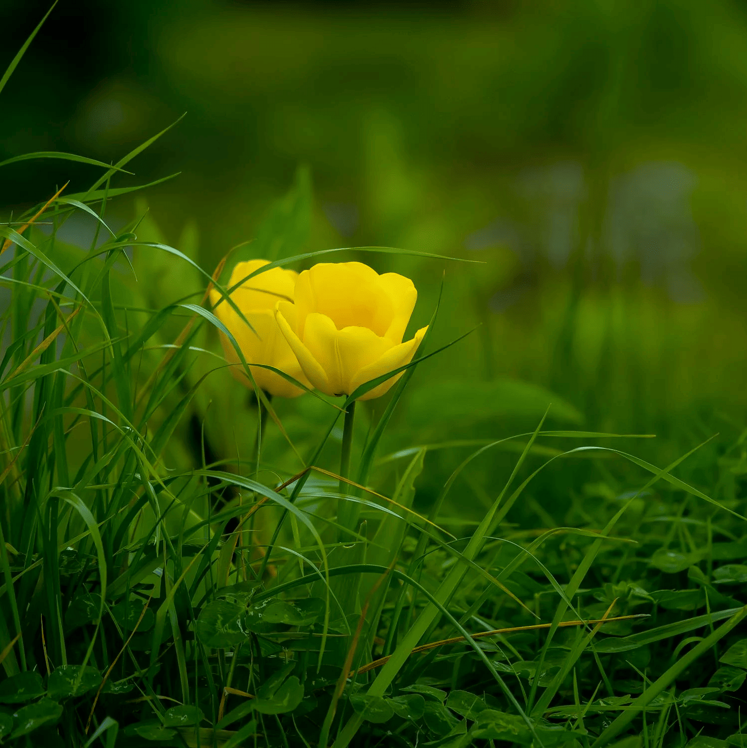 Image of a flower amidst lush greenery.