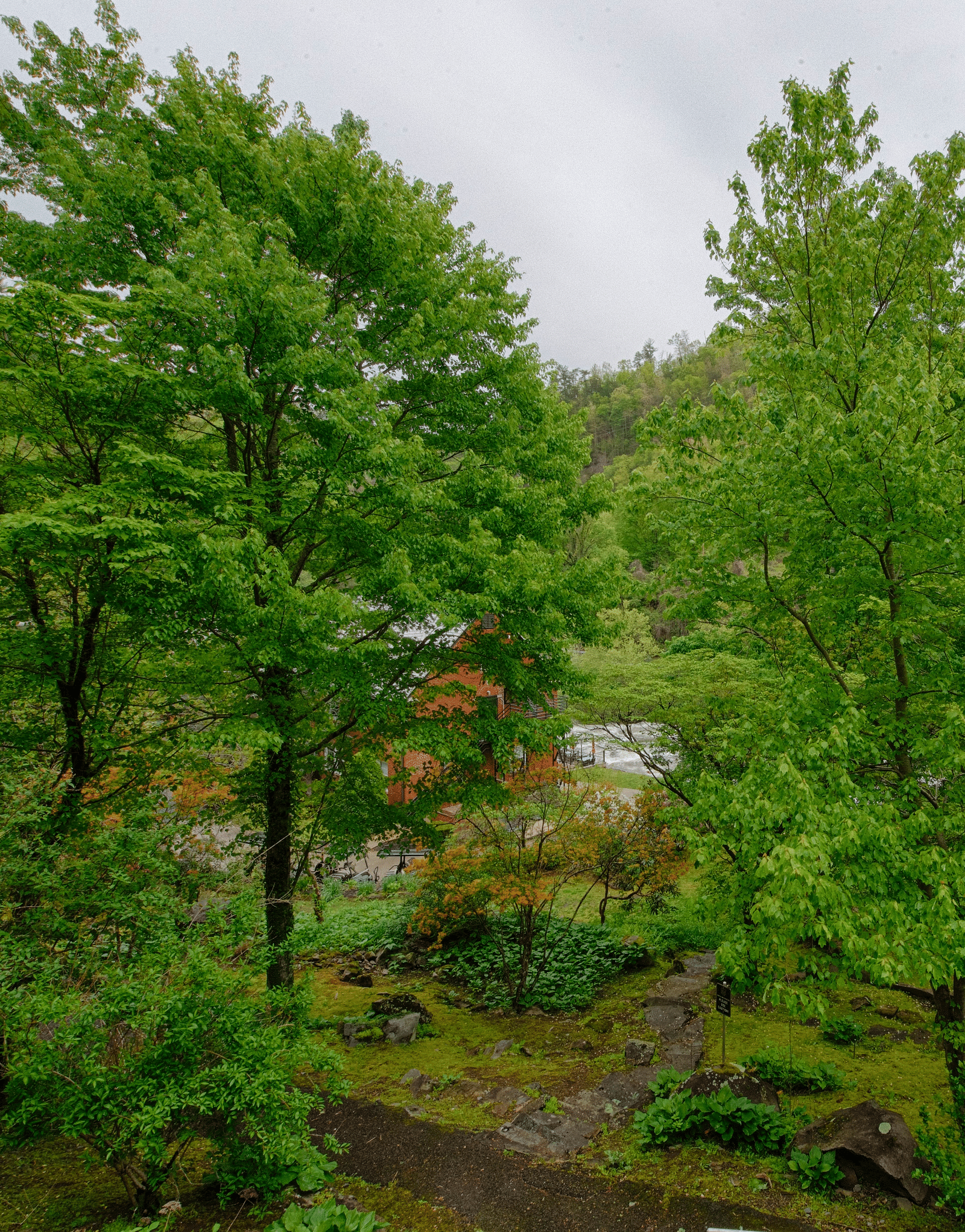 a lush green view of the forests with tall trees with a cloudy overcast sky in the background - Historic Tapoco Lodge