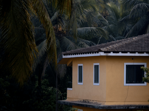 A cottage surrounded by dense palm trees and tropical foliage
