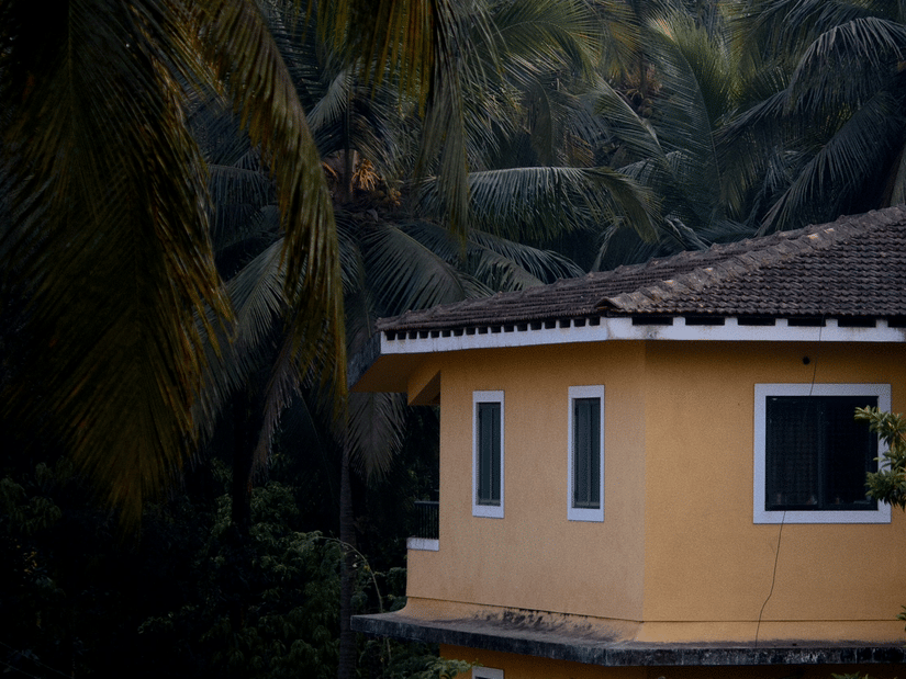 A cottage surrounded by dense palm trees and tropical foliage