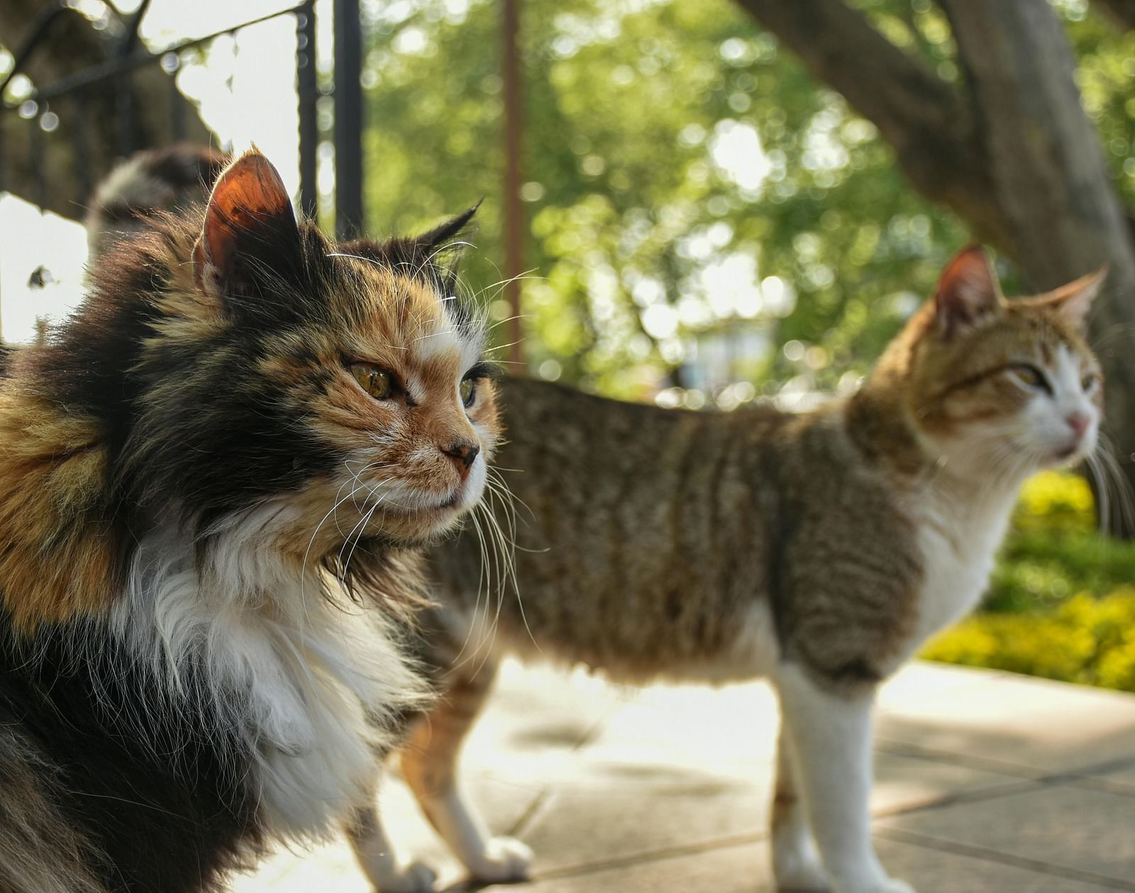 Two cats stand outdoors on a pathway in a sunny setting surrounded by trees.