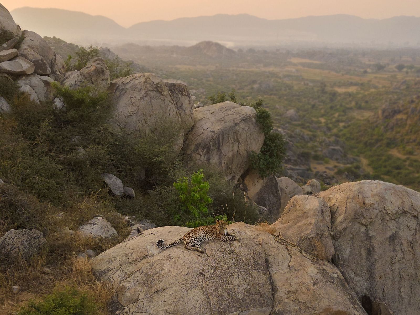 Leopard resting on a huge rock of a mountain