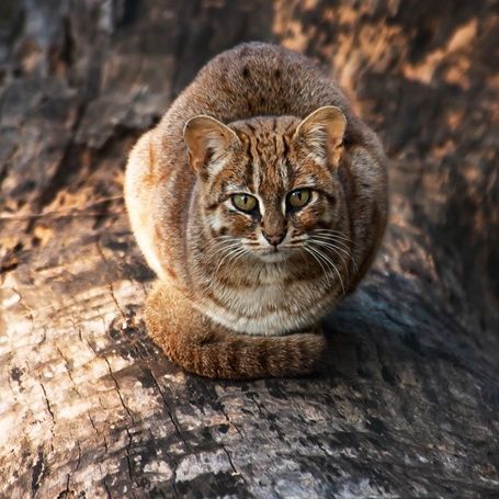 Rusty-spotted cat on a log looking at the viewer.