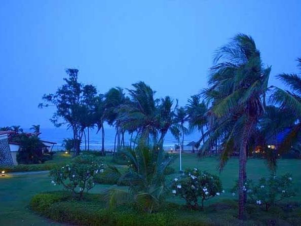 Coconut trees swaying in the evening wind against sky.