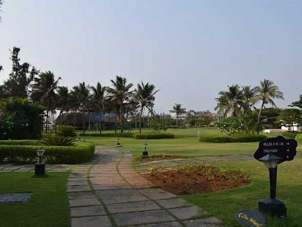 View of a garden full of greenery and coconut trees in the background.