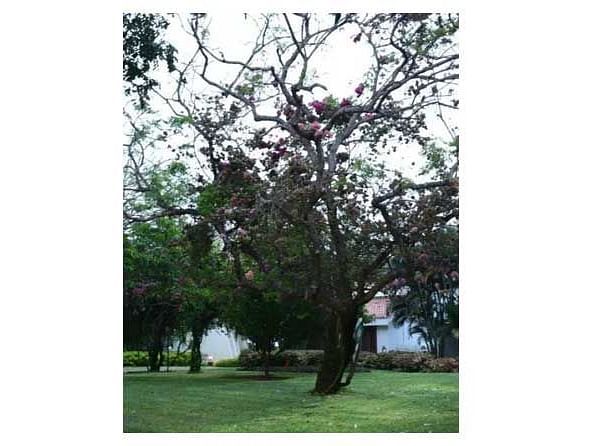 A large tree with long, thick branches extending outward.