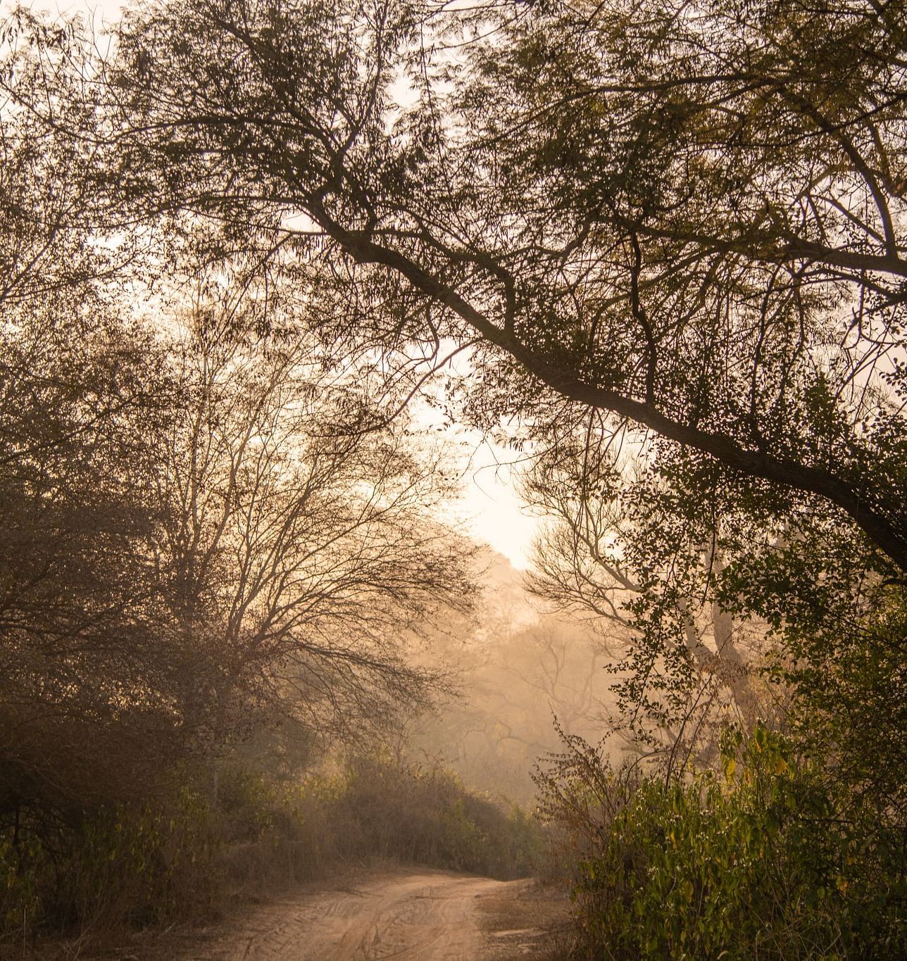 An image of a road with trees and greenery on both sides