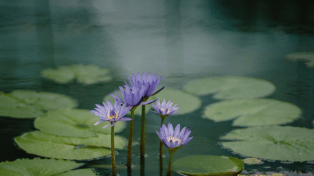 A serene, dark photo of 3 pale purple water lilies emerging from a murky pond surrounded by lily pads.