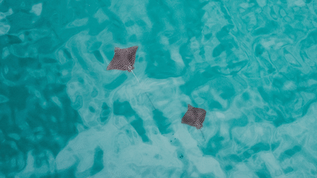 Two dark stingrays swimming peacefully beneath the rippled surface of bright turquoise ocean water