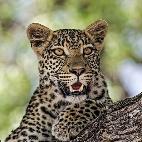 LEOPARD'S EYES