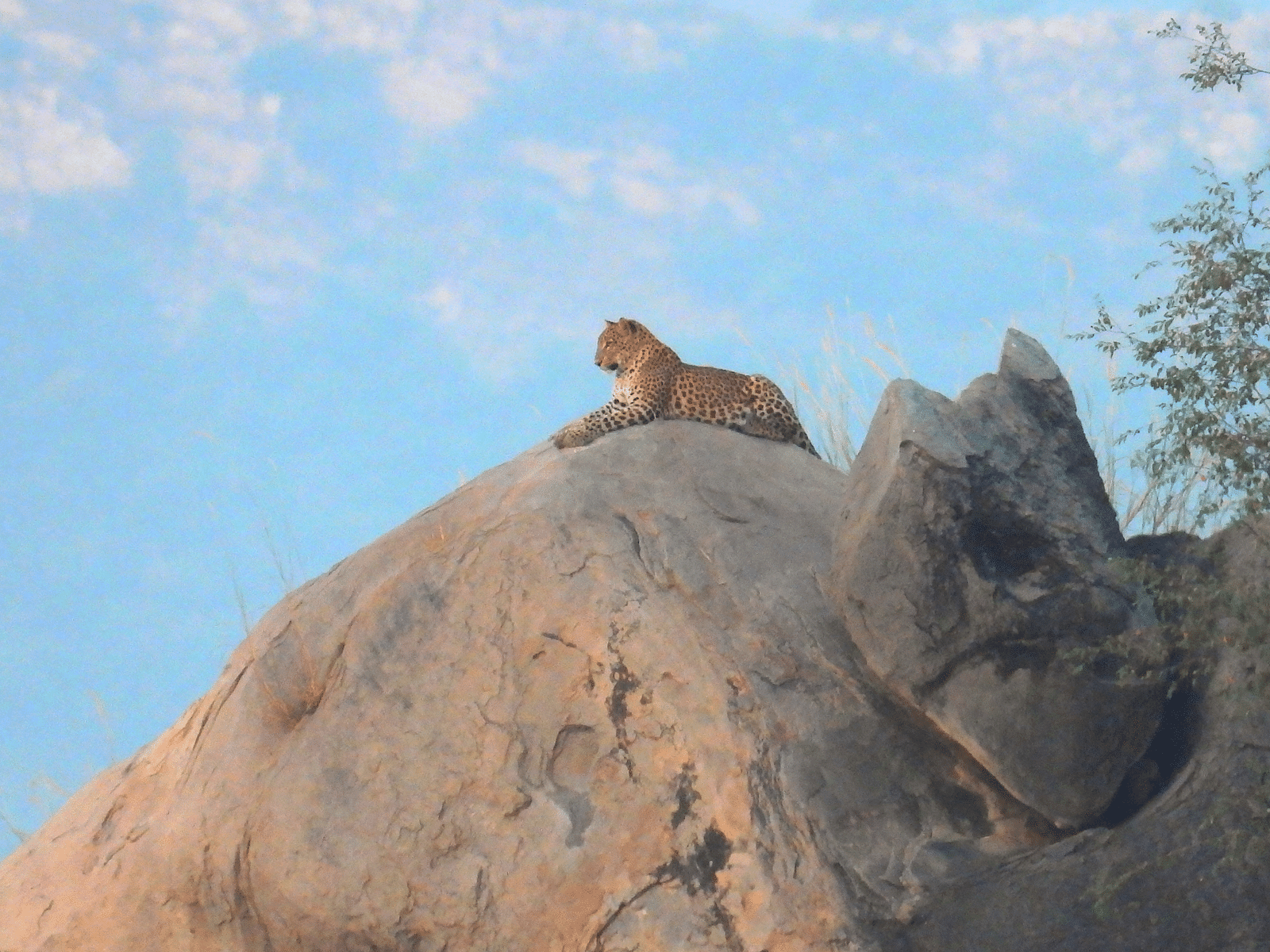 An image of a leopard resting on a rock which has plants nearby and there is also a backdrop of opensky