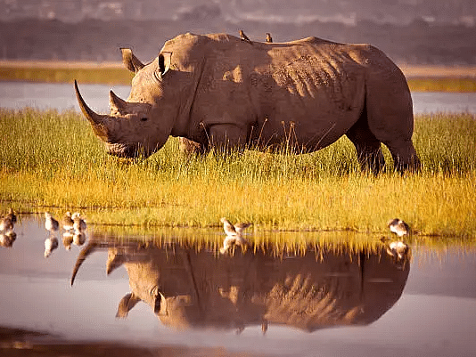 A rhinoceros standing in a grassy area with its reflection visible in the water, with birds in the foreground.