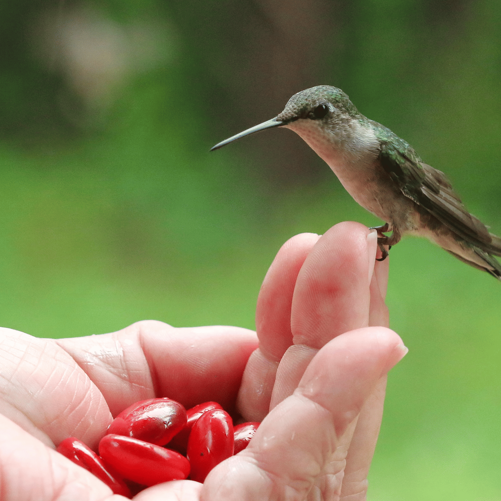 Rocklands Bird Sanctuary, Montego Bay | Birdlife, History & Tips