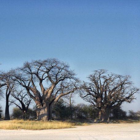 Baines Baobabs in Botswana under a clear blue sky.