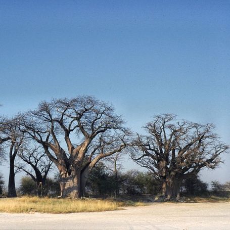 Botswana Nxai Pan NP Baynes Baobabs
