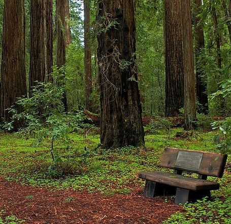 A scenic view of a park in Hendy Woods, featuring a pathway, towering trees, and a bench in a peaceful forest setting.