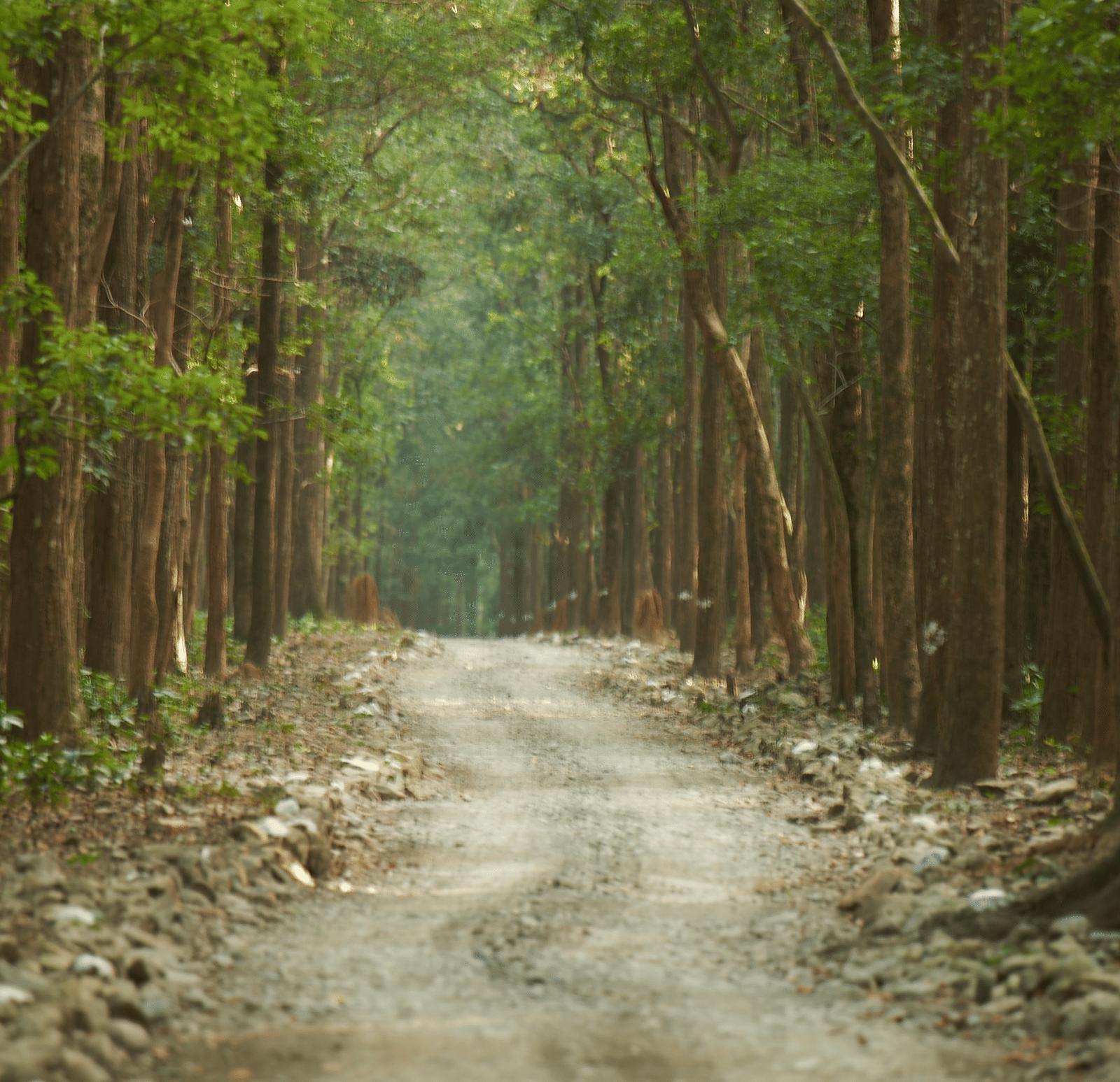 A track winding through a dense forest of tall, straight trees, leading into the distance.