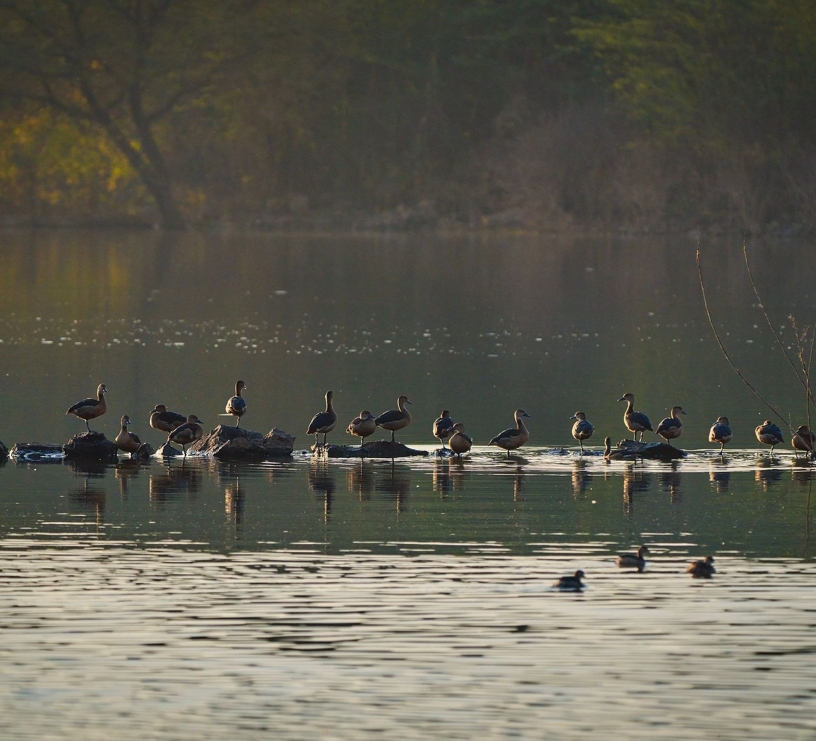 image of a flock of ducks swimming together in a lake