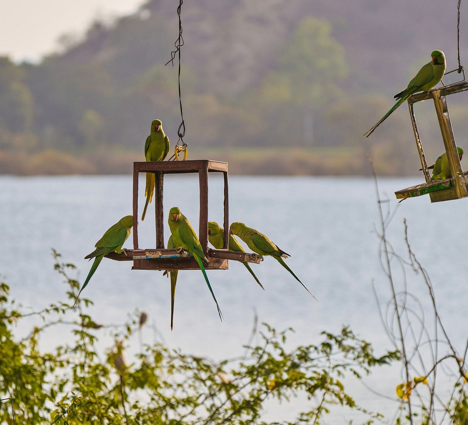 image of a lot of parrots sitting over hanging lanterns with a serene lake in the background