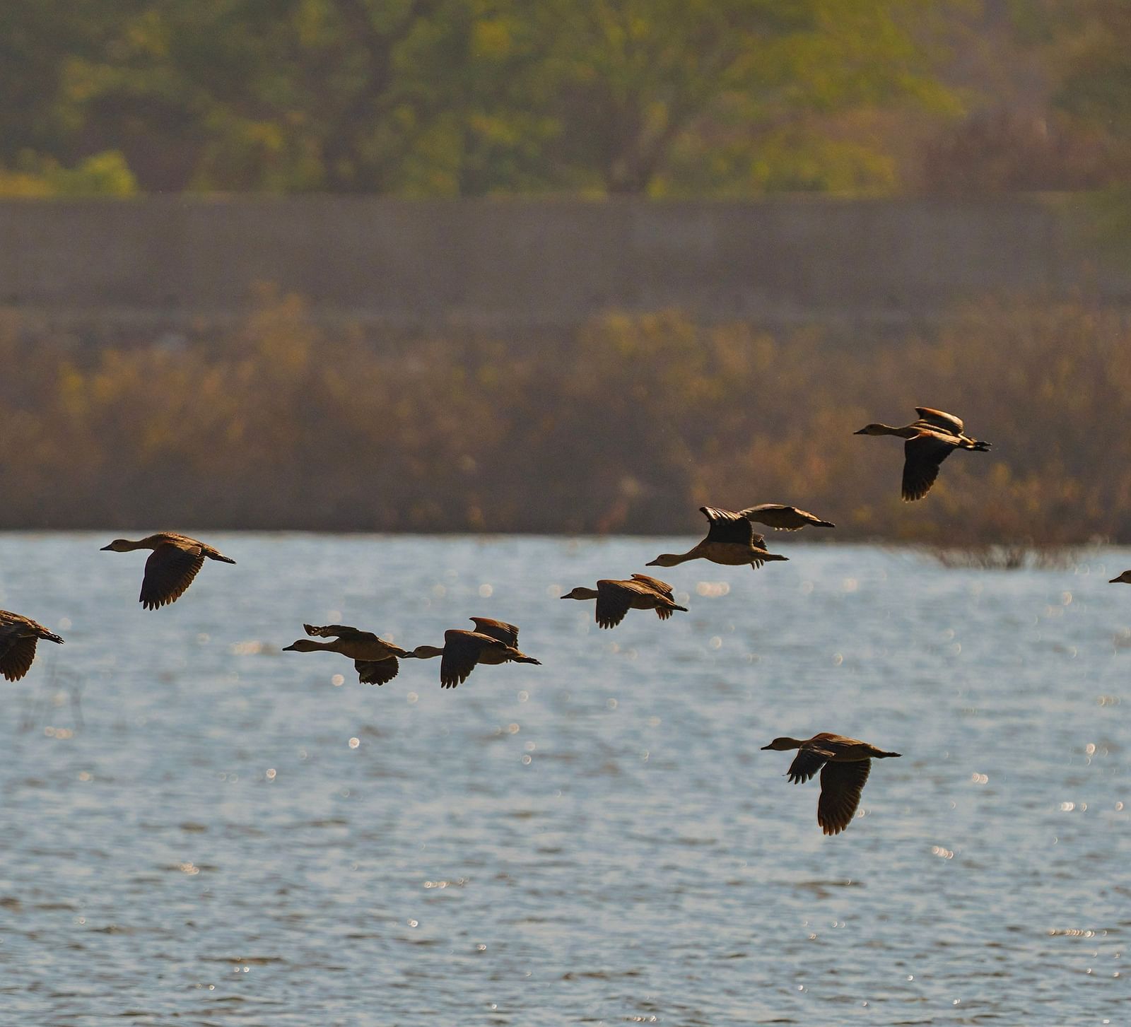 image of a flock of birds flying away over a lake