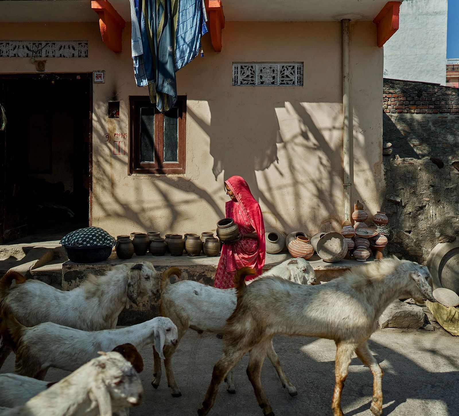 image featuring a flock of goats in the day time with a native woman taking care of them standing in the middle