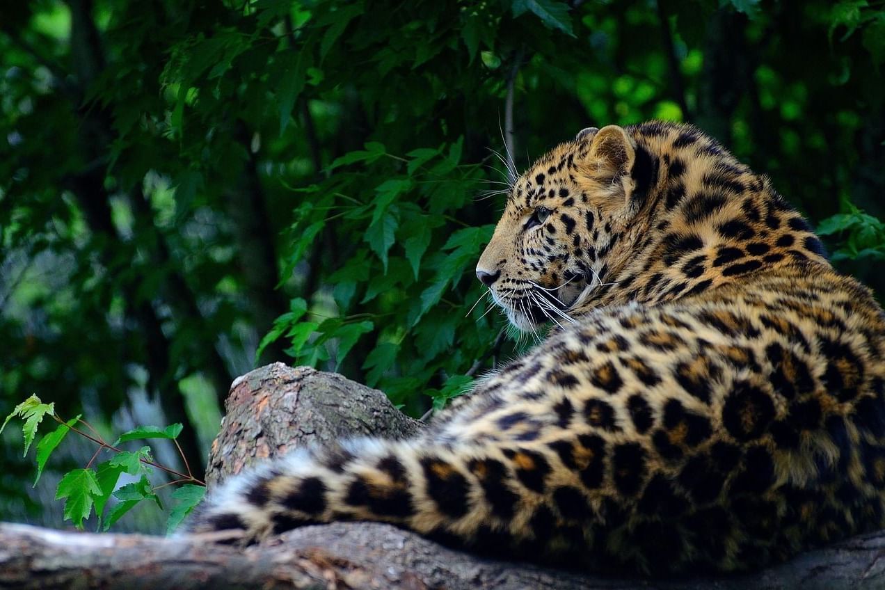  A leopard lies on a tree branch, looking towards the right side of the frame, with green foliage in the background.