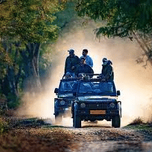 A group of people on 2 open-top safari vehicles driving down a dirt track surrounded by trees