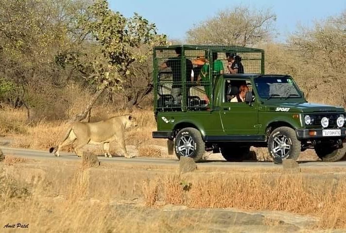 A lionesses behind a safari jeep