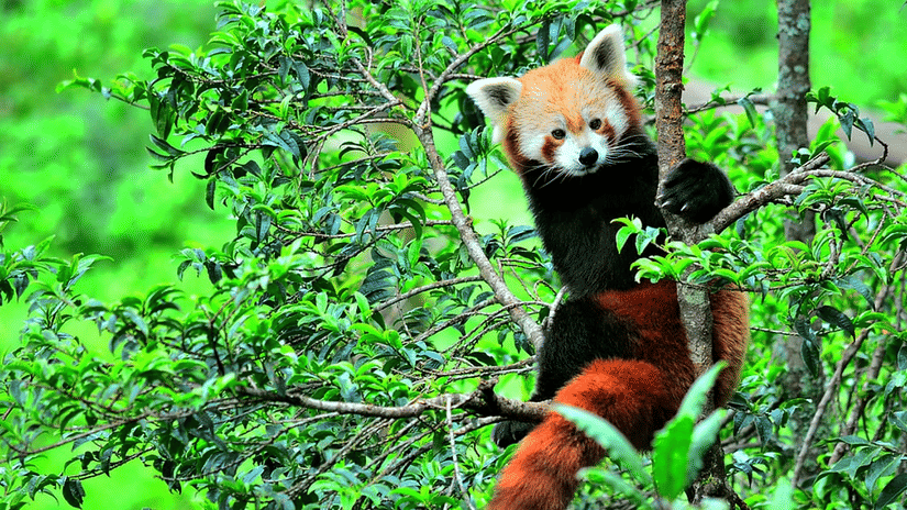 red panda1
