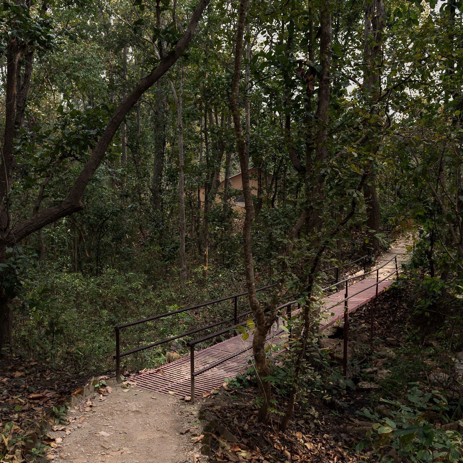 Walkway with trees on the sides at Saccharum Safari Lodge, Balaghat
