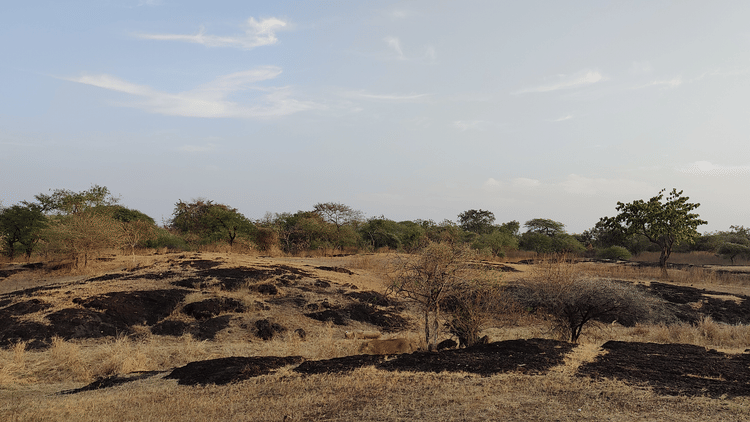 The dry landscape of  the Gir