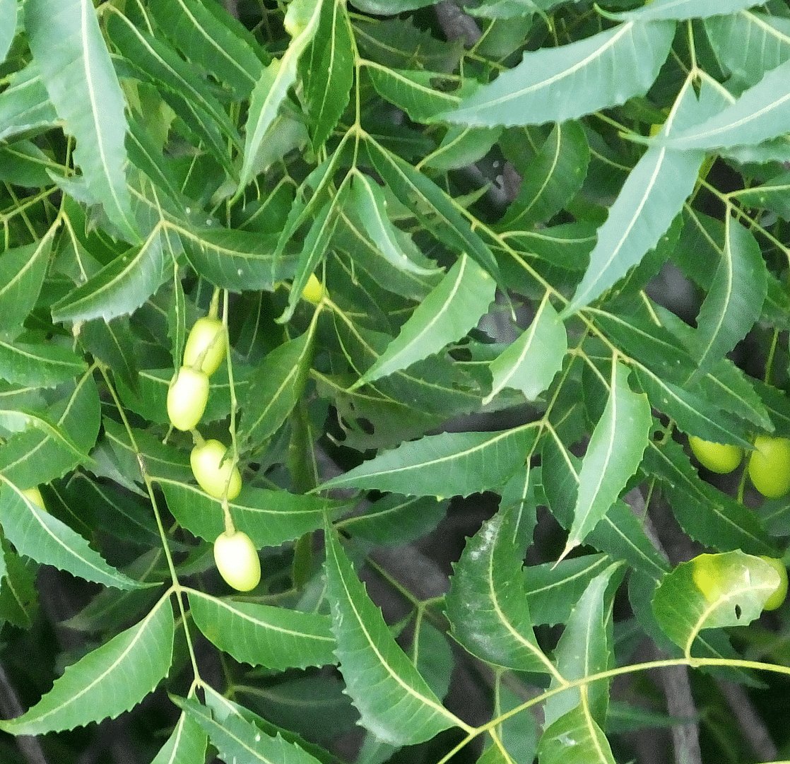 Green lush leaves and tender seeds on the branch of a Neem tree.