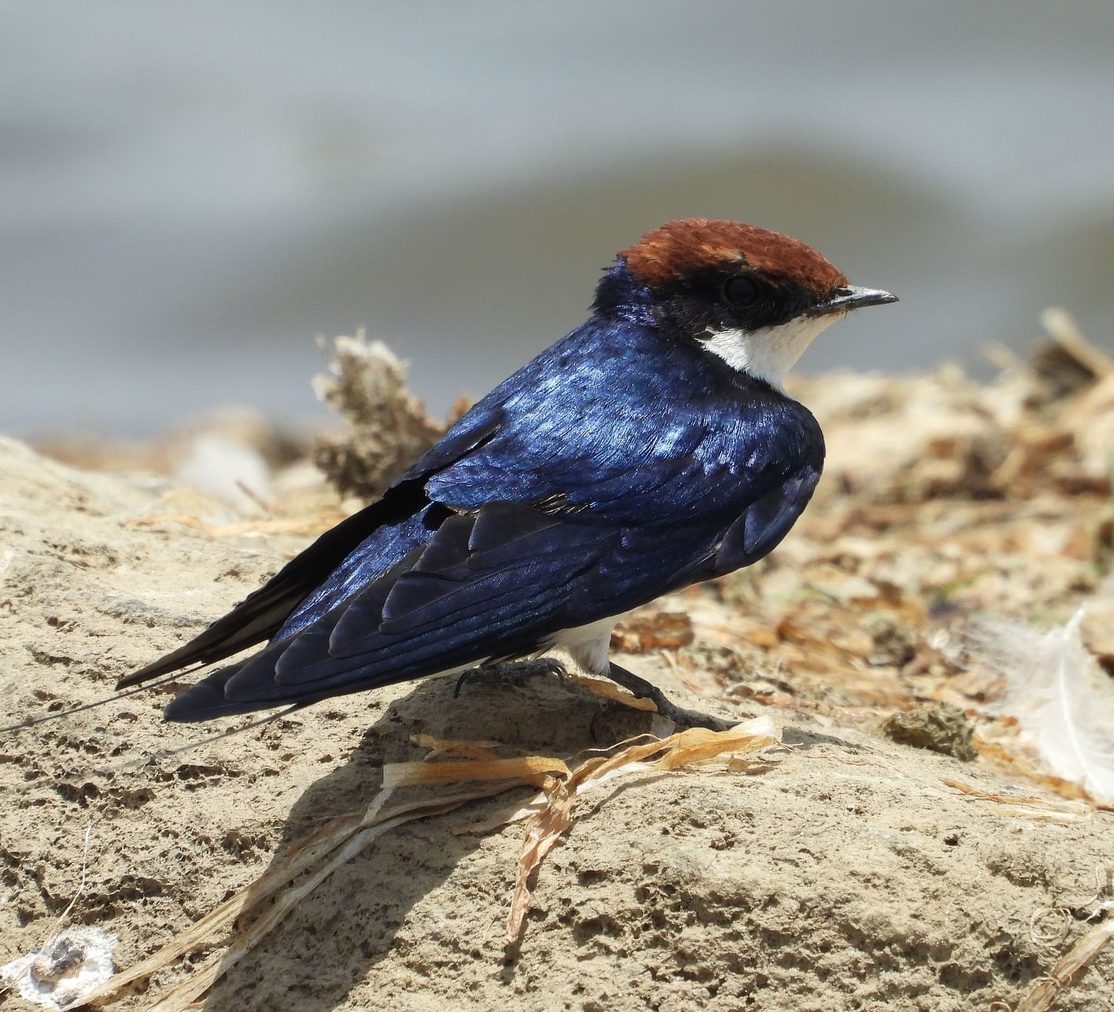 image of a bird with blue feathers sitting on a rock