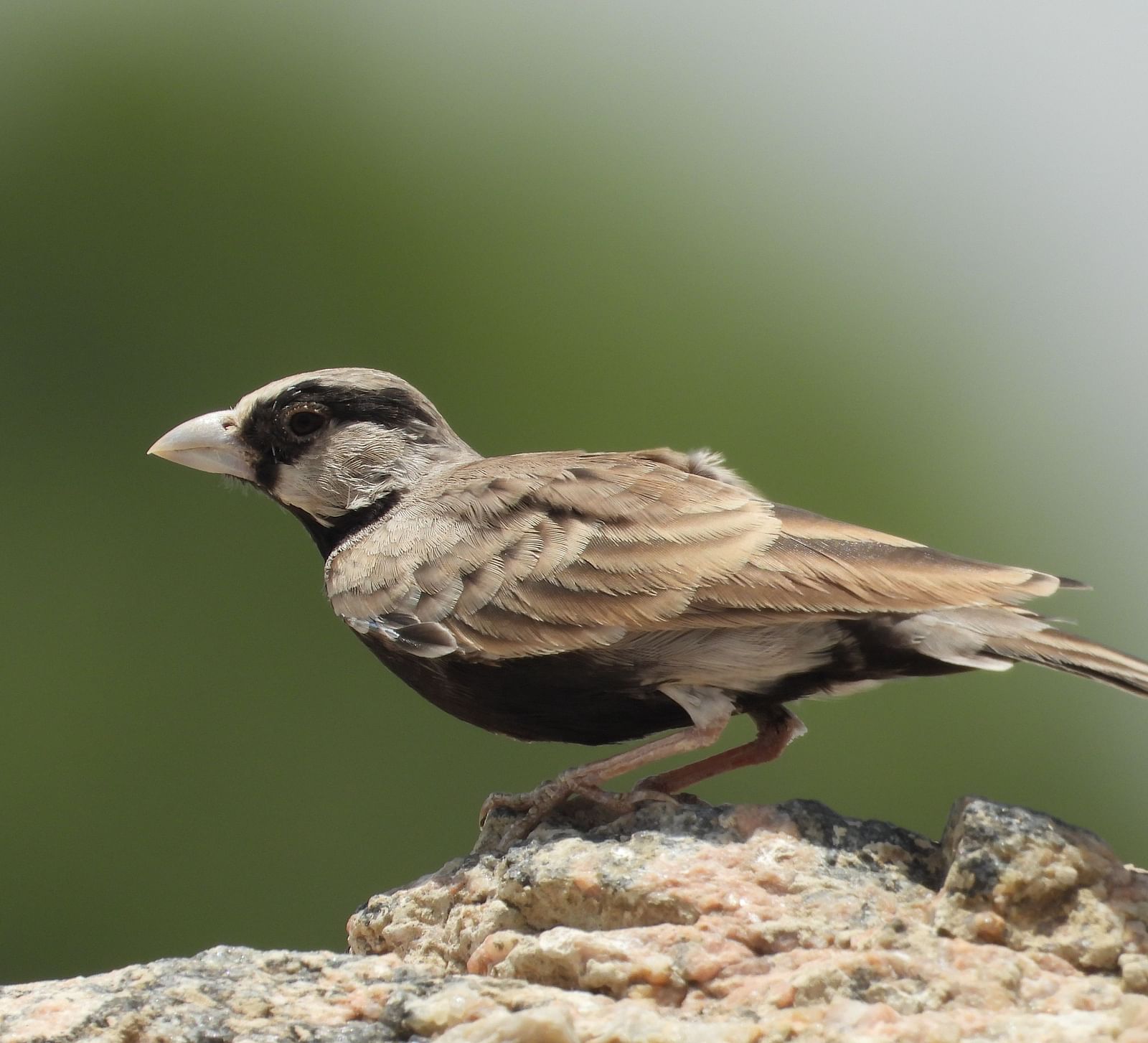 image of a bird perched upon a rocky surface
