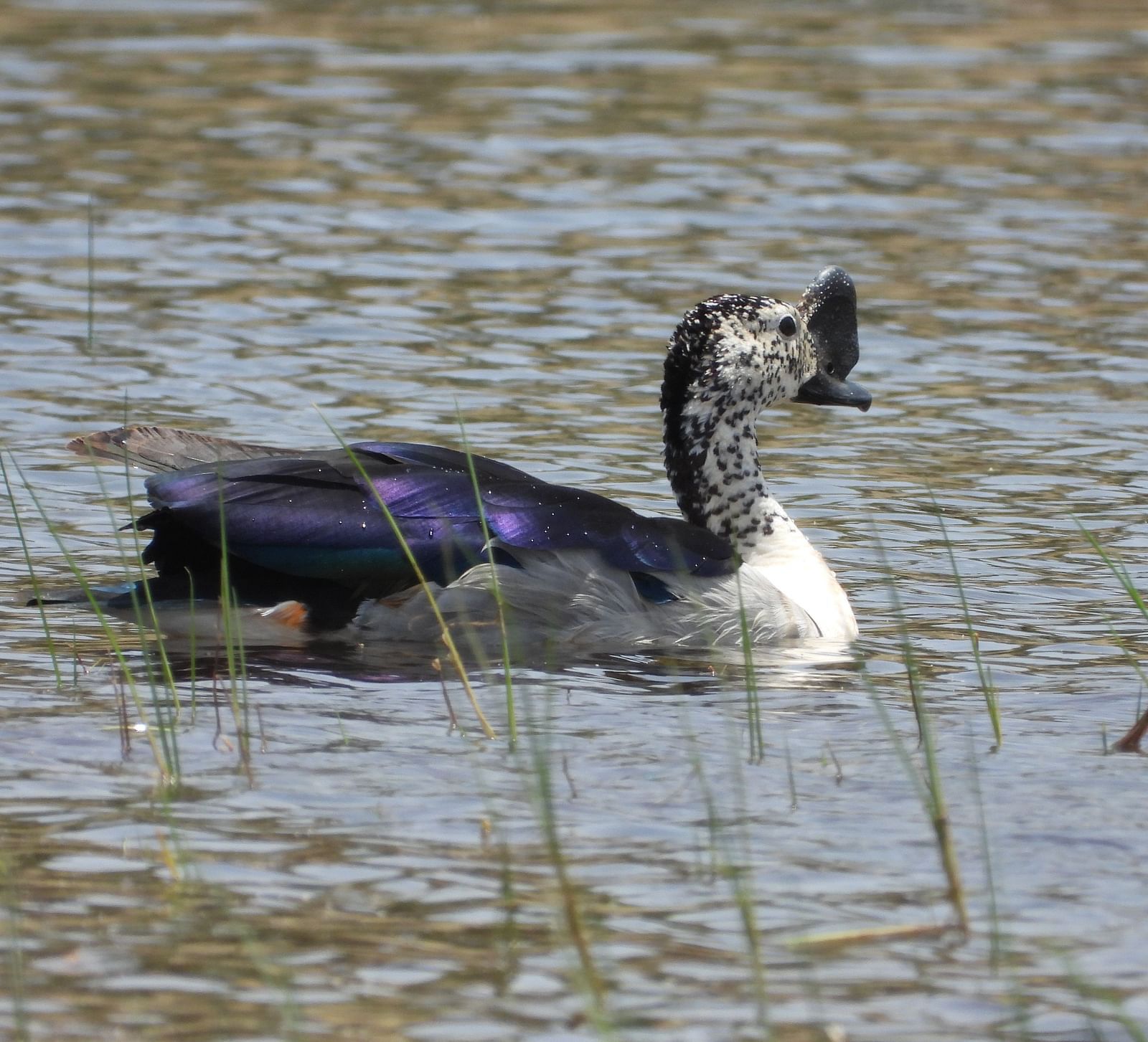 image of a swan swimming through the waters of a lake
